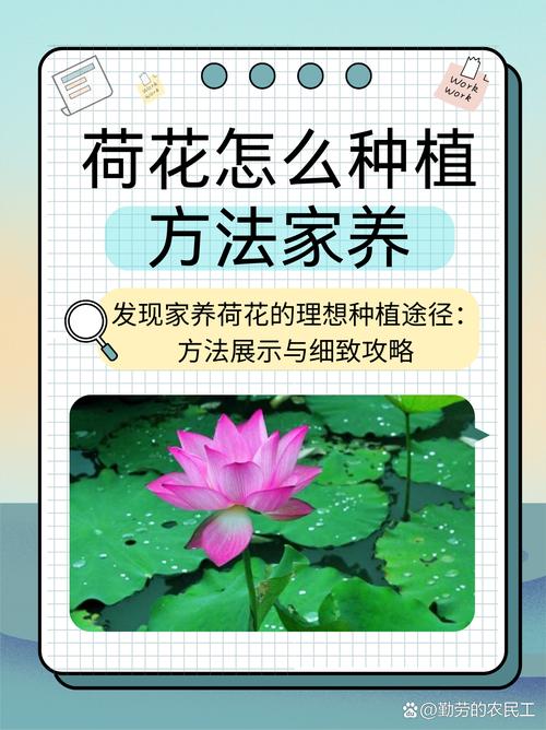 荷花不用土可以吗(荷花不用土放在水里能活吗)-第3张图片-花花知道网 荷花不用土可以吗(荷花不用土放在水里能活吗)-第3张图片-花花知道网
