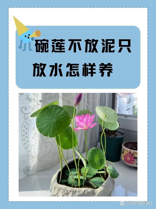 荷花不用土可以吗(荷花不用土放在水里能活吗)-第5张图片-花花知道网 荷花不用土可以吗(荷花不用土放在水里能活吗)-第5张图片-花花知道网