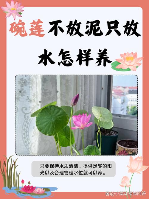 荷花不用土可以吗(荷花不用土放在水里能活吗)-第6张图片-花花知道网 荷花不用土可以吗(荷花不用土放在水里能活吗)-第6张图片-花花知道网