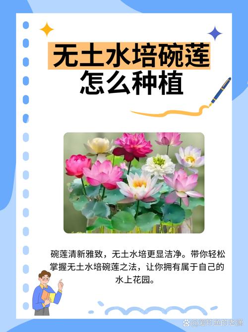 荷花不用土可以吗(荷花不用土放在水里能活吗)-第7张图片-花花知道网 荷花不用土可以吗(荷花不用土放在水里能活吗)-第7张图片-花花知道网