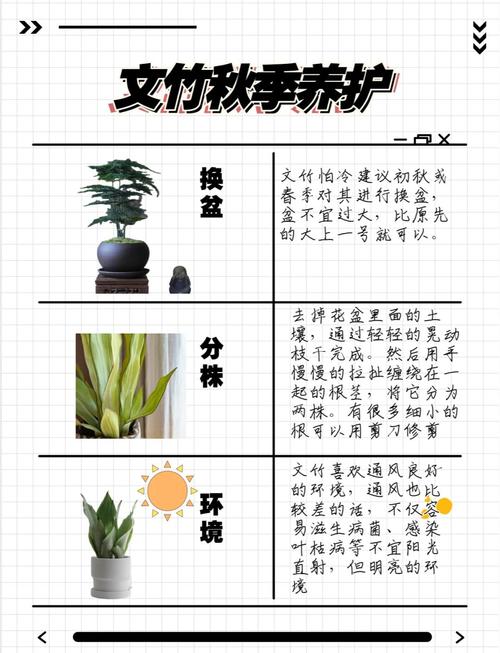 文竹秋天怎么养(文竹秋天怎么养护)-第1张图片-花花知道网 文竹秋天怎么养(文竹秋天怎么养护)-第1张图片-花花知道网