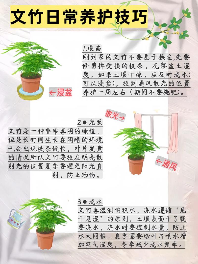 文竹秋天怎么养(文竹秋天怎么养护)-第2张图片-花花知道网 文竹秋天怎么养(文竹秋天怎么养护)-第2张图片-花花知道网