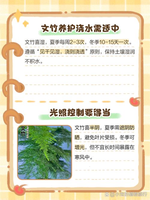 文竹秋天怎么养(文竹秋天怎么养护)-第4张图片-花花知道网 文竹秋天怎么养(文竹秋天怎么养护)-第4张图片-花花知道网