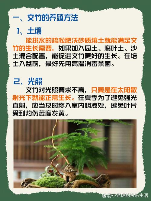 文竹秋天怎么养(文竹秋天怎么养护)-第6张图片-花花知道网 文竹秋天怎么养(文竹秋天怎么养护)-第6张图片-花花知道网