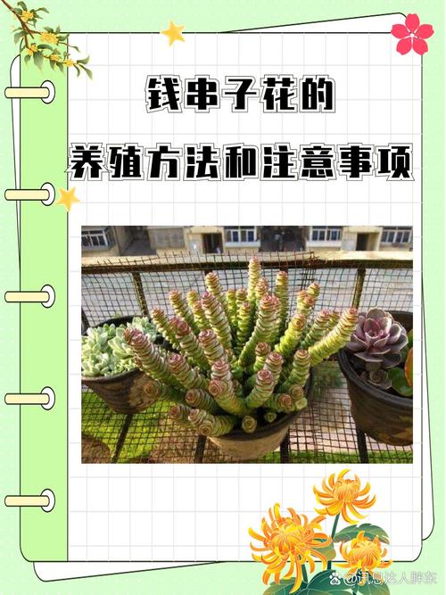 钱串怎么施肥(钱串子施肥)-第3张图片-花花知道网 钱串怎么施肥(钱串子施肥)-第3张图片-花花知道网
