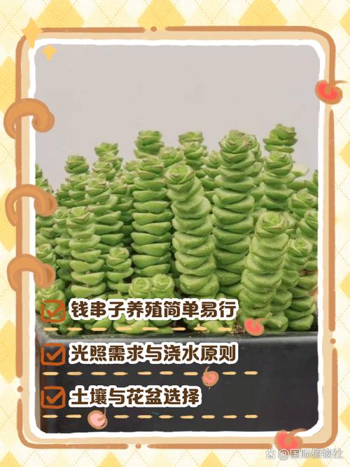 钱串怎么施肥(钱串子施肥)-第5张图片-花花知道网 钱串怎么施肥(钱串子施肥)-第5张图片-花花知道网