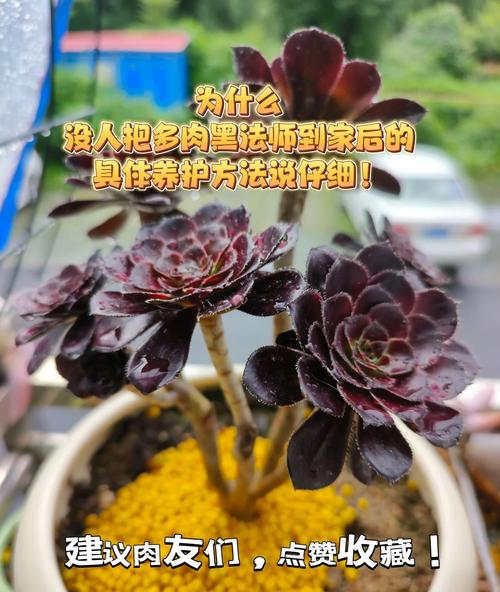 黑法师冬天怎么养(黑法师冬天怕冷吗)-第2张图片-花花知道网 黑法师冬天怎么养(黑法师冬天怕冷吗)-第2张图片-花花知道网