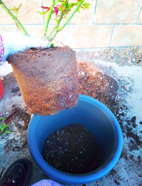 月季怎么换盆(月季怎么换盆视频)-第1张图片-花花知道网 月季怎么换盆(月季怎么换盆视频)-第1张图片-花花知道网