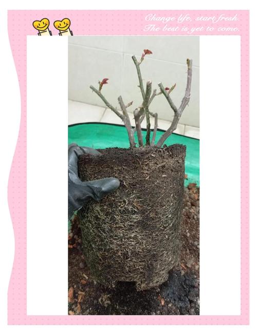 月季怎么换盆(月季怎么换盆视频)-第2张图片-花花知道网 月季怎么换盆(月季怎么换盆视频)-第2张图片-花花知道网