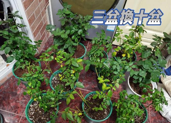 月季怎么换盆(月季怎么换盆视频)-第3张图片-花花知道网 月季怎么换盆(月季怎么换盆视频)-第3张图片-花花知道网