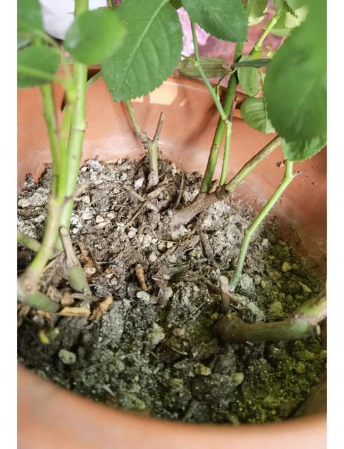 月季怎么换盆(月季怎么换盆视频)-第5张图片-花花知道网 月季怎么换盆(月季怎么换盆视频)-第5张图片-花花知道网