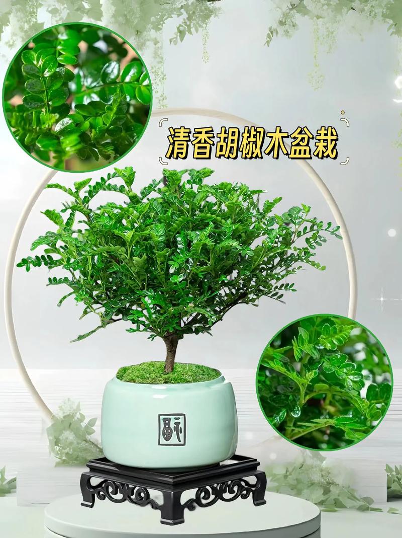 胡椒木怎么养(胡椒木适合家里养吗)-第1张图片-花花知道网 胡椒木怎么养(胡椒木适合家里养吗)-第1张图片-花花知道网