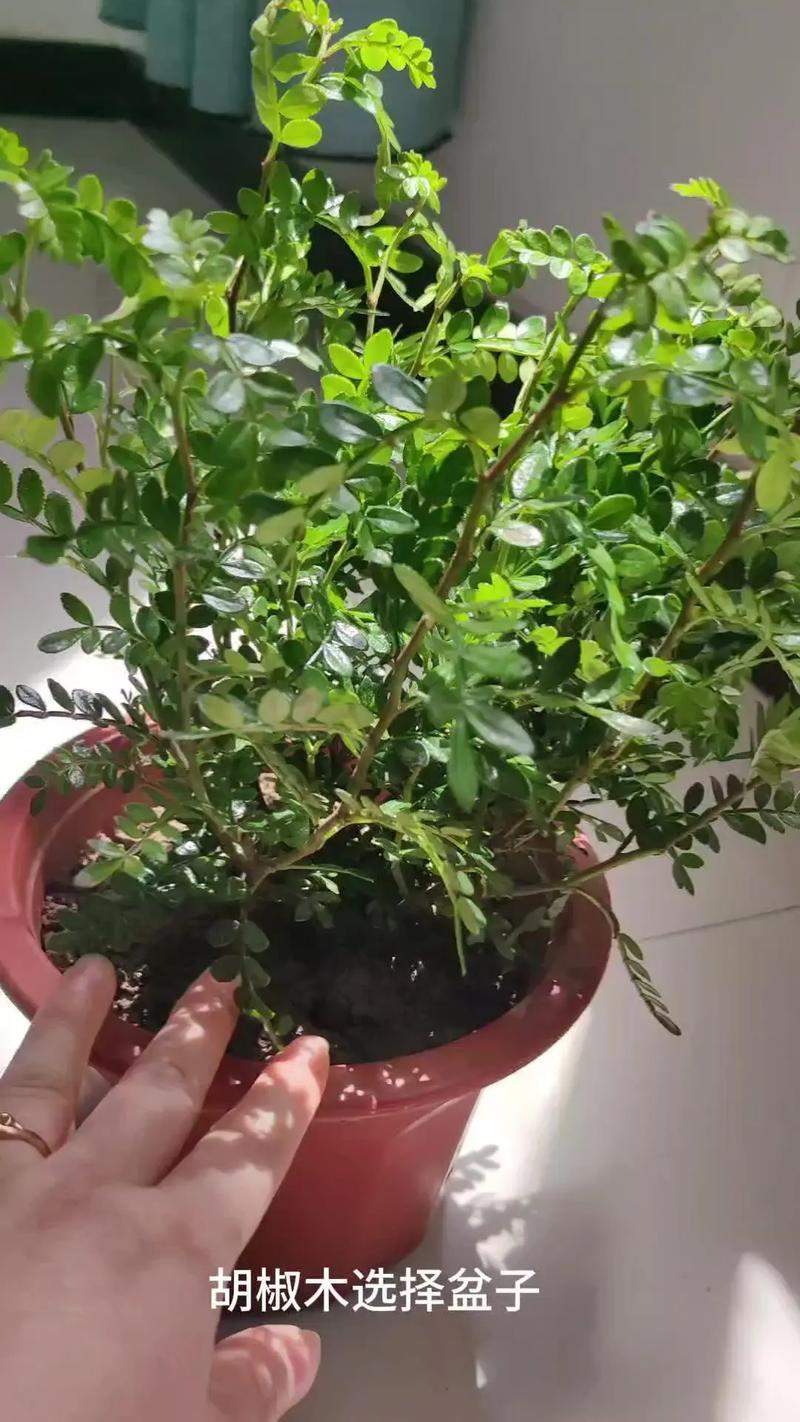 胡椒木怎么养(胡椒木适合家里养吗)-第5张图片-花花知道网 胡椒木怎么养(胡椒木适合家里养吗)-第5张图片-花花知道网