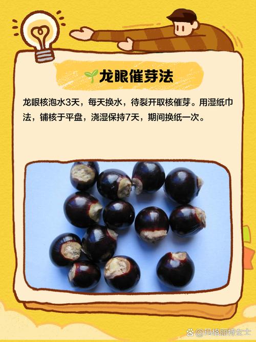 龙眼核怎么种盆栽(龙眼核怎么种盆栽图片)-第2张图片-花花知道网 龙眼核怎么种盆栽(龙眼核怎么种盆栽图片)-第2张图片-花花知道网