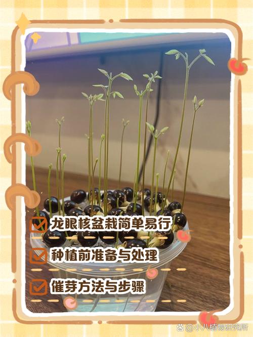龙眼核怎么种盆栽(龙眼核怎么种盆栽图片)-第5张图片-花花知道网 龙眼核怎么种盆栽(龙眼核怎么种盆栽图片)-第5张图片-花花知道网