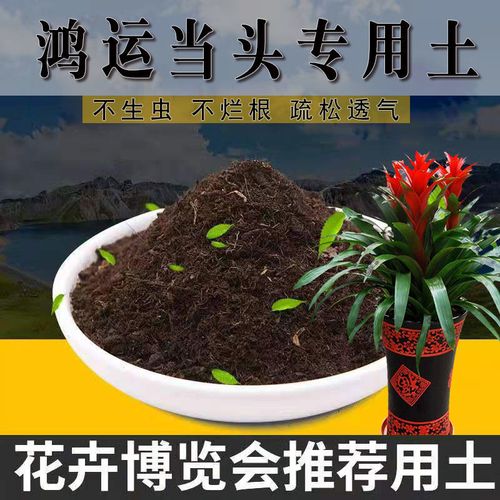 鸿运当头用什么土养(鸿运当头用什么样的土)-第2张图片-花花知道网 鸿运当头用什么土养(鸿运当头用什么样的土)-第2张图片-花花知道网