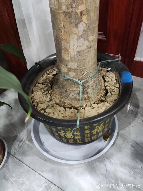 发财树用什么土比较好呢(发财树一般用什么土)-第2张图片-花花知道网 发财树用什么土比较好呢(发财树一般用什么土)-第2张图片-花花知道网