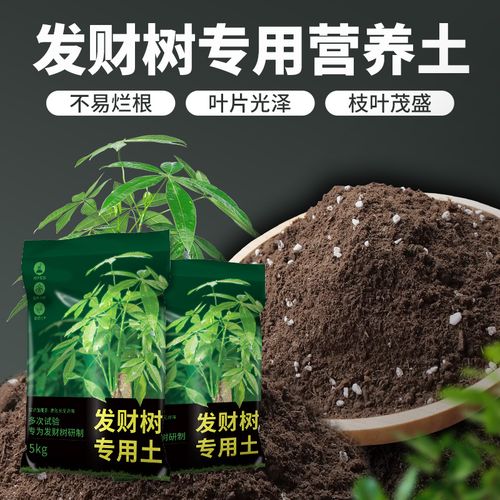 发财树用什么土比较好呢(发财树一般用什么土)-第4张图片-花花知道网 发财树用什么土比较好呢(发财树一般用什么土)-第4张图片-花花知道网