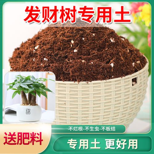 发财树用什么土比较好呢(发财树一般用什么土)-第5张图片-花花知道网 发财树用什么土比较好呢(发财树一般用什么土)-第5张图片-花花知道网