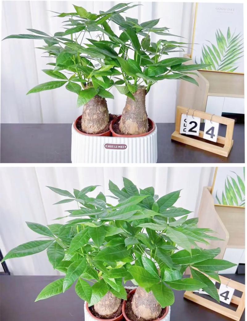 发财树用什么土比较好呢(发财树一般用什么土)-第6张图片-花花知道网 发财树用什么土比较好呢(发财树一般用什么土)-第6张图片-花花知道网