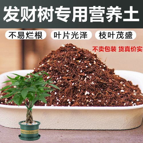 发财树用什么土比较好呢(发财树一般用什么土)-第8张图片-花花知道网 发财树用什么土比较好呢(发财树一般用什么土)-第8张图片-花花知道网