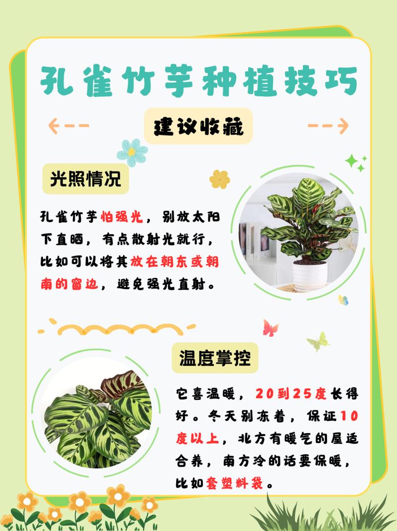 孔雀竹芋怎样浇水(孔雀竹芋怎么浇水)-第1张图片-花花知道网 孔雀竹芋怎样浇水(孔雀竹芋怎么浇水)-第1张图片-花花知道网