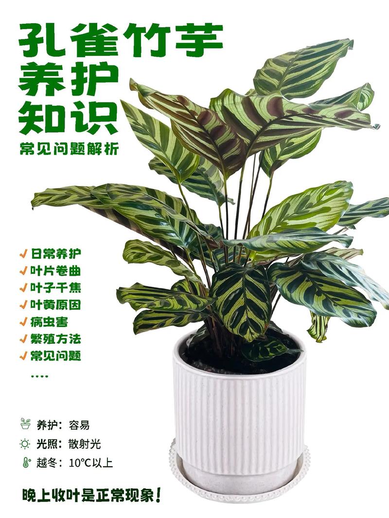 孔雀竹芋怎样浇水(孔雀竹芋怎么浇水)-第3张图片-花花知道网 孔雀竹芋怎样浇水(孔雀竹芋怎么浇水)-第3张图片-花花知道网