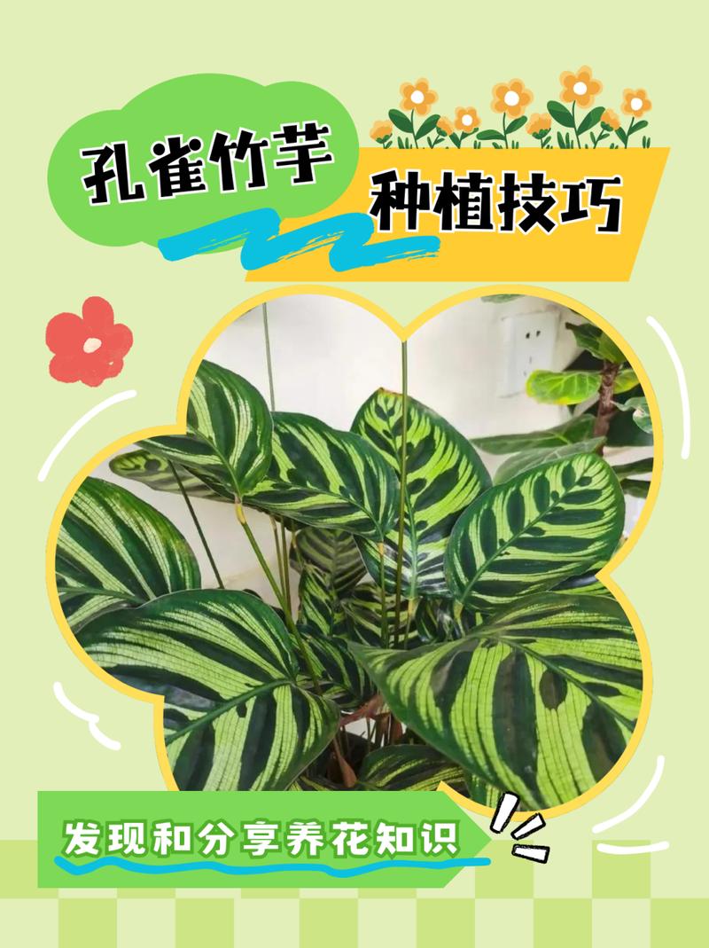孔雀竹芋怎样浇水(孔雀竹芋怎么浇水)-第4张图片-花花知道网 孔雀竹芋怎样浇水(孔雀竹芋怎么浇水)-第4张图片-花花知道网