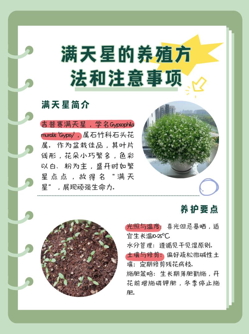 满天星放水里还是干放(满天星用不用放在水里)-第7张图片-花花知道网 满天星放水里还是干放(满天星用不用放在水里)-第7张图片-花花知道网