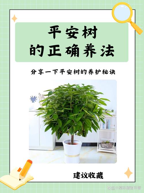 平安树怎么养才好(平安树怎么养才好养活)-第1张图片-花花知道网 平安树怎么养才好(平安树怎么养才好养活)-第1张图片-花花知道网