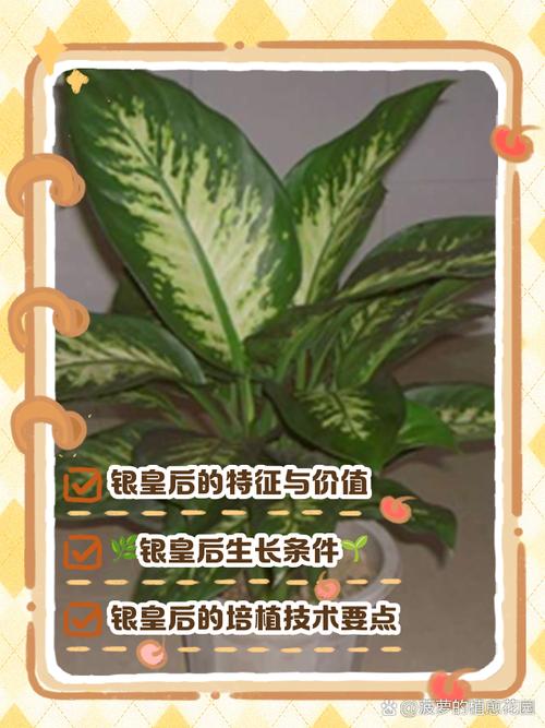 银皇后秋天怎么养(银皇后会开花吗)-第1张图片-花花知道网 银皇后秋天怎么养(银皇后会开花吗)-第1张图片-花花知道网