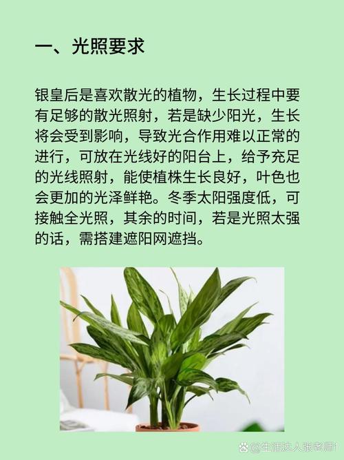 银皇后秋天怎么养(银皇后会开花吗)-第2张图片-花花知道网 银皇后秋天怎么养(银皇后会开花吗)-第2张图片-花花知道网