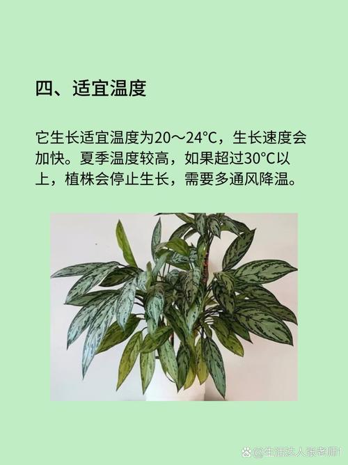 银皇后秋天怎么养(银皇后会开花吗)-第4张图片-花花知道网 银皇后秋天怎么养(银皇后会开花吗)-第4张图片-花花知道网
