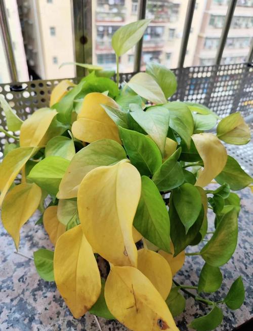 家里这“3种”花总黄叶(家里的花黄叶怎么处理)-第2张图片-花花知道网 家里这“3种”花总黄叶(家里的花黄叶怎么处理)-第2张图片-花花知道网