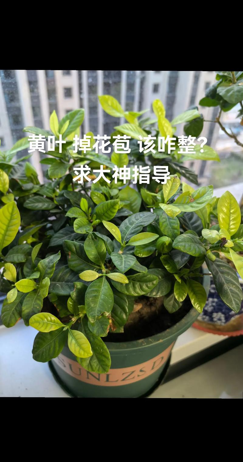 家里这“3种”花总黄叶(家里的花黄叶怎么处理)-第3张图片-花花知道网 家里这“3种”花总黄叶(家里的花黄叶怎么处理)-第3张图片-花花知道网