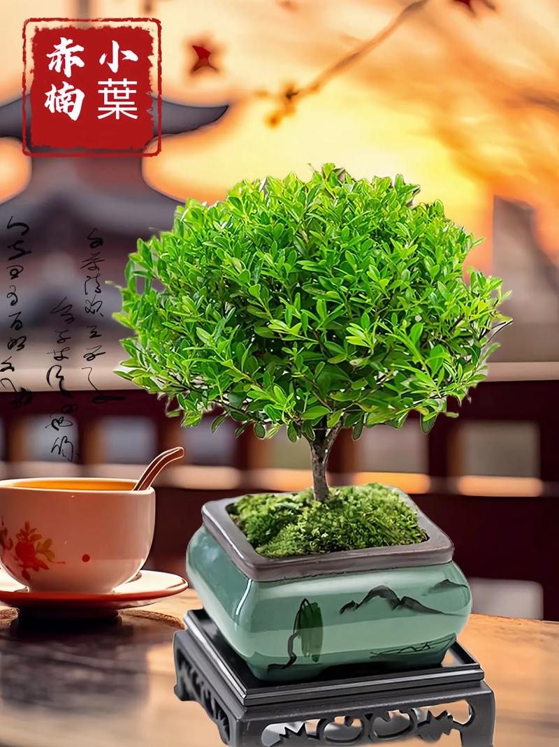 家里这“3种”花总黄叶(家里的花黄叶怎么处理)-第4张图片-花花知道网 家里这“3种”花总黄叶(家里的花黄叶怎么处理)-第4张图片-花花知道网