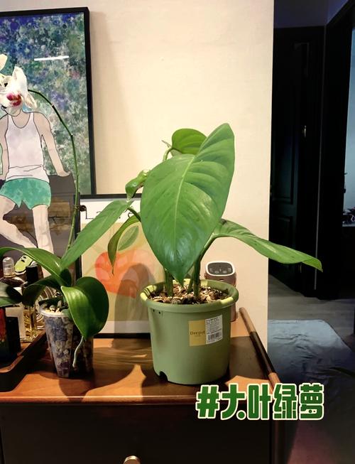 大叶绿萝多久浇一次水(大叶绿萝怎么养才能更旺盛几天浇一次水)-第4张图片-花花知道网 大叶绿萝多久浇一次水(大叶绿萝怎么养才能更旺盛几天浇一次水)-第4张图片-花花知道网