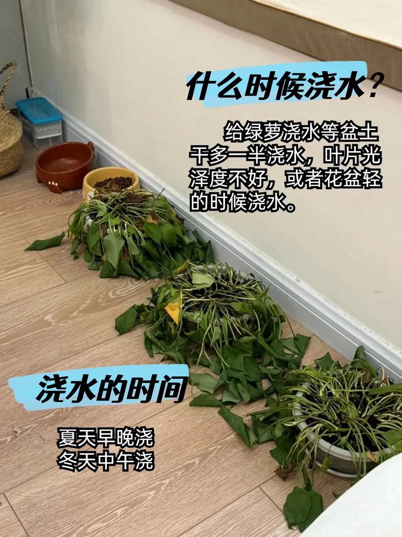 大叶绿萝多久浇一次水(大叶绿萝怎么养才能更旺盛几天浇一次水)-第7张图片-花花知道网 大叶绿萝多久浇一次水(大叶绿萝怎么养才能更旺盛几天浇一次水)-第7张图片-花花知道网