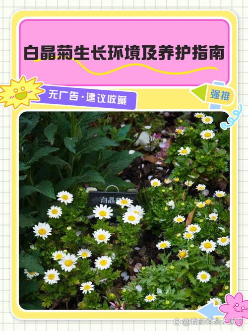 白晶菊花谢了怎么处理(白晶菊花后怎样修剪)-第2张图片-花花知道网 白晶菊花谢了怎么处理(白晶菊花后怎样修剪)-第2张图片-花花知道网