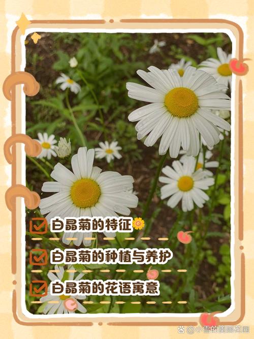 白晶菊花谢了怎么处理(白晶菊花后怎样修剪)-第6张图片-花花知道网 白晶菊花谢了怎么处理(白晶菊花后怎样修剪)-第6张图片-花花知道网