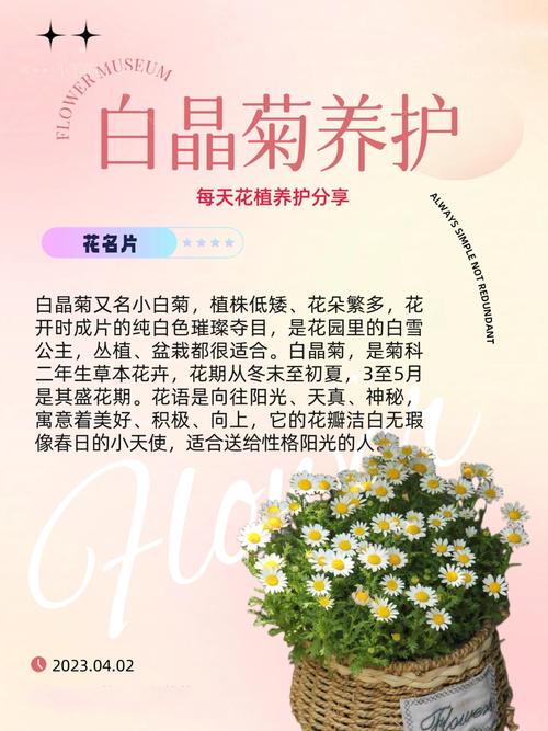 白晶菊花谢了怎么处理(白晶菊花后怎样修剪)-第7张图片-花花知道网 白晶菊花谢了怎么处理(白晶菊花后怎样修剪)-第7张图片-花花知道网
