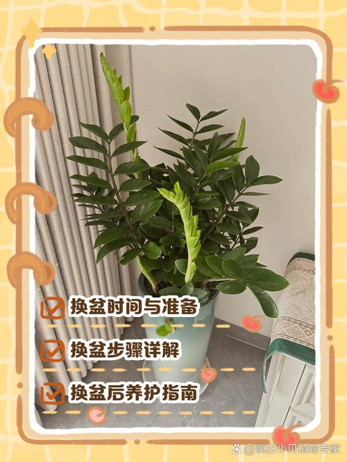 金钱树怎么换盆(金钱树怎么换盆?注意什么?)-第1张图片-花花知道网 金钱树怎么换盆(金钱树怎么换盆?注意什么?)-第1张图片-花花知道网