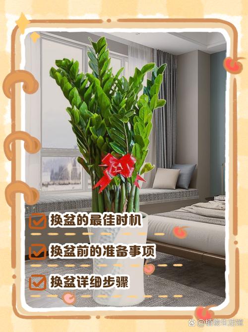 金钱树怎么换盆(金钱树怎么换盆?注意什么?)-第2张图片-花花知道网 金钱树怎么换盆(金钱树怎么换盆?注意什么?)-第2张图片-花花知道网
