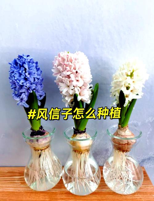 风信子怎么种(风信子怎么种植土培)-第1张图片-花花知道网 风信子怎么种(风信子怎么种植土培)-第1张图片-花花知道网