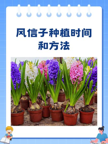 风信子怎么种(风信子怎么种植土培)-第3张图片-花花知道网 风信子怎么种(风信子怎么种植土培)-第3张图片-花花知道网