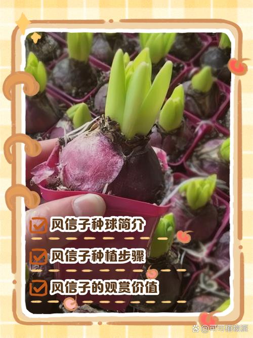 风信子怎么种(风信子怎么种植土培)-第6张图片-花花知道网 风信子怎么种(风信子怎么种植土培)-第6张图片-花花知道网