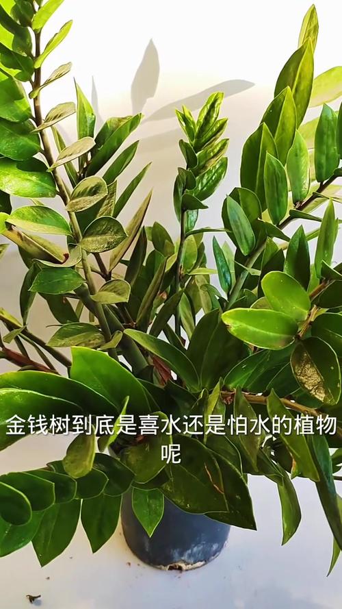 金钱树可以水养吗(金钱树可不可以用水栽培)-第2张图片-花花知道网 金钱树可以水养吗(金钱树可不可以用水栽培)-第2张图片-花花知道网