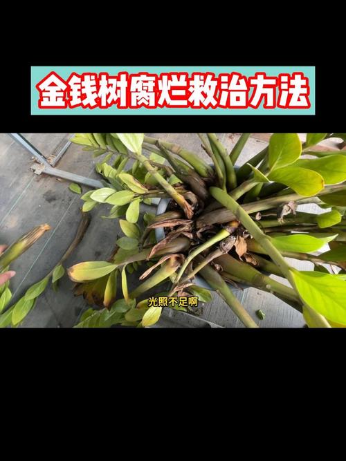 金钱树可以水养吗(金钱树可不可以用水栽培)-第3张图片-花花知道网 金钱树可以水养吗(金钱树可不可以用水栽培)-第3张图片-花花知道网