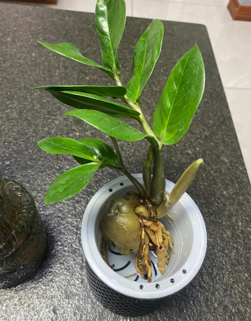 金钱树可以水养吗(金钱树可不可以用水栽培)-第4张图片-花花知道网 金钱树可以水养吗(金钱树可不可以用水栽培)-第4张图片-花花知道网