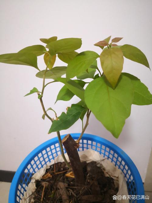三角梅不发芽怎么处理(三角梅三月份还不发芽)-第1张图片-花花知道网 三角梅不发芽怎么处理(三角梅三月份还不发芽)-第1张图片-花花知道网